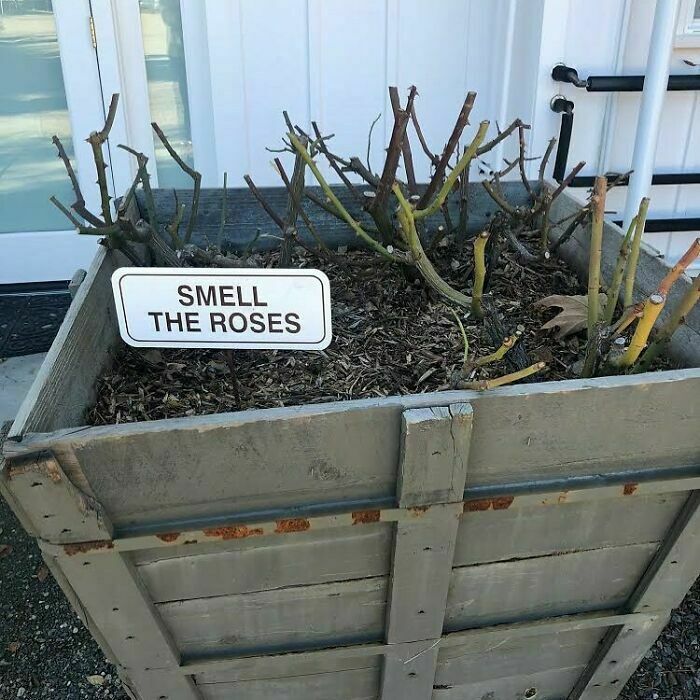 wtf things in the wild - wood - an Smell The Roses