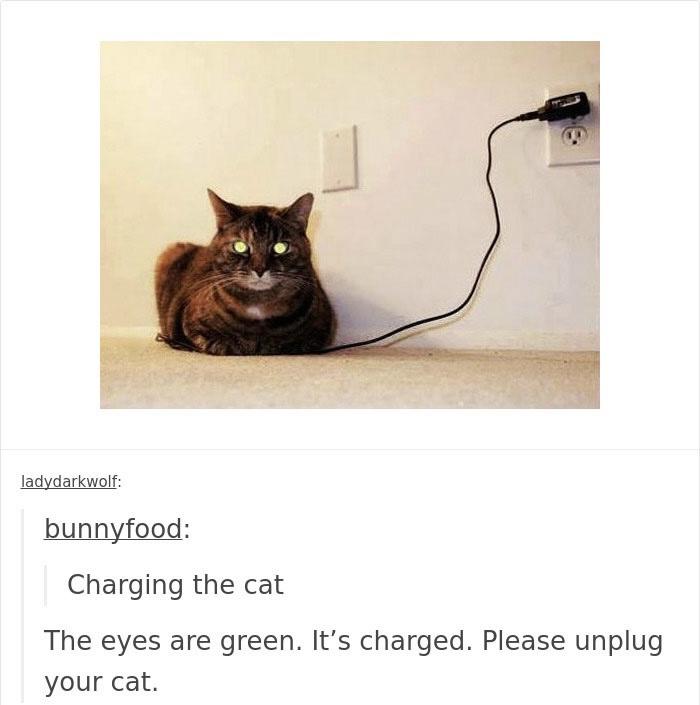 monday morning randomness - charging the cat - ladydarkwolf bunnyfood Charging the cat The eyes are green. It's charged. Please unplug your cat.
