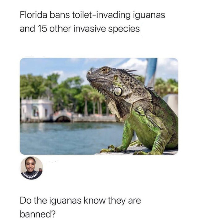 Funny Tweets - florida cold iguanas falling from trees - Florida bans toiletinvading iguanas and 15 other invasive species Wow Do the iguanas know they are banned?