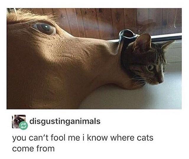 funny memes - dank memes - cat in horse mask - disgustinganimals you can't fool me i know where cats come from
