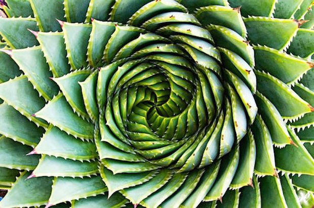Satisfying Patterns - fibonacci spiral plants