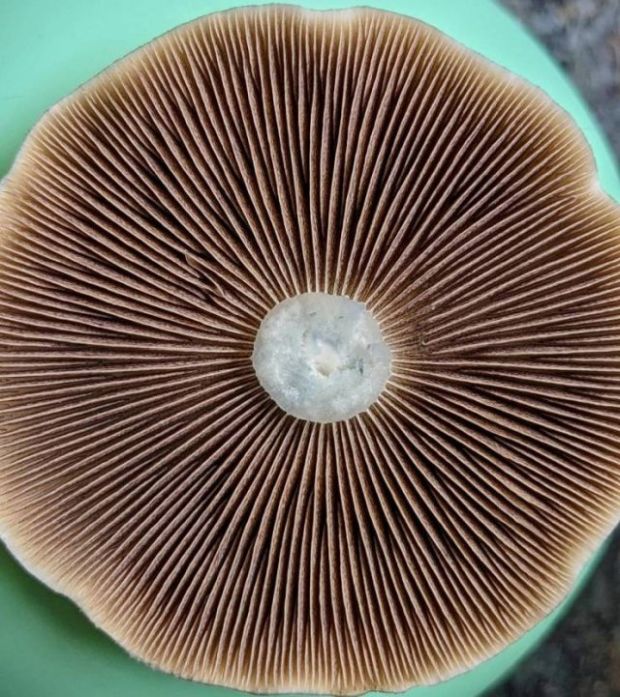 Satisfying Patterns - underside of a mushroom
