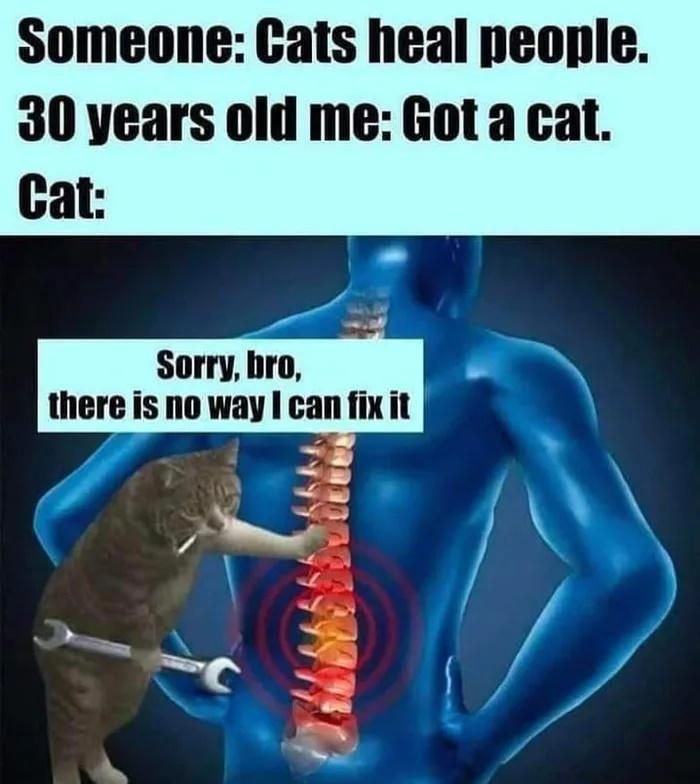 gaming memes - someone cats heal people - Someone Cats heal people. 30 years old me Got a cat. Cat Sorry, bro, there is no way I can fix it