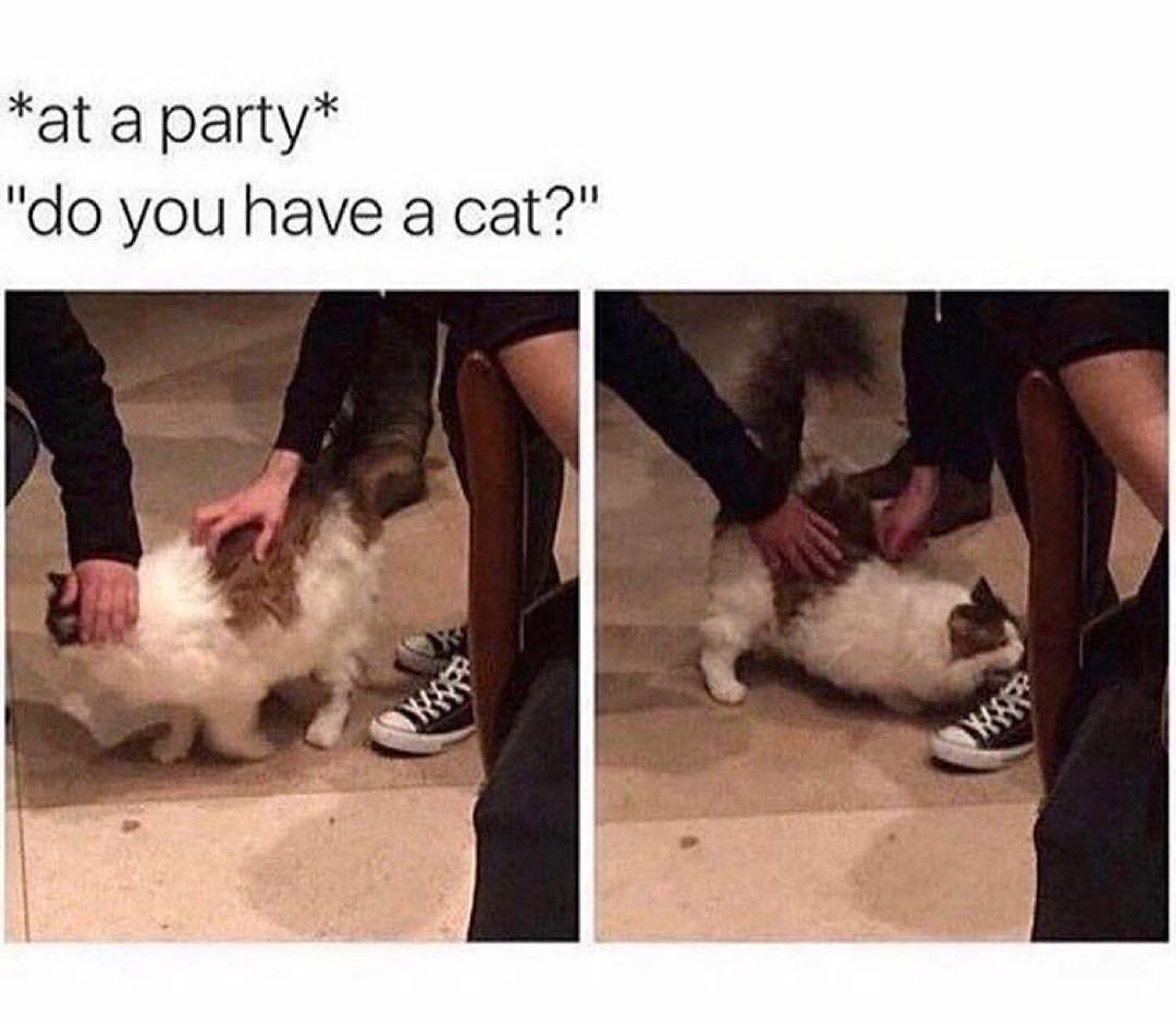 dank memes - photo caption - at a party "do you have a cat?"