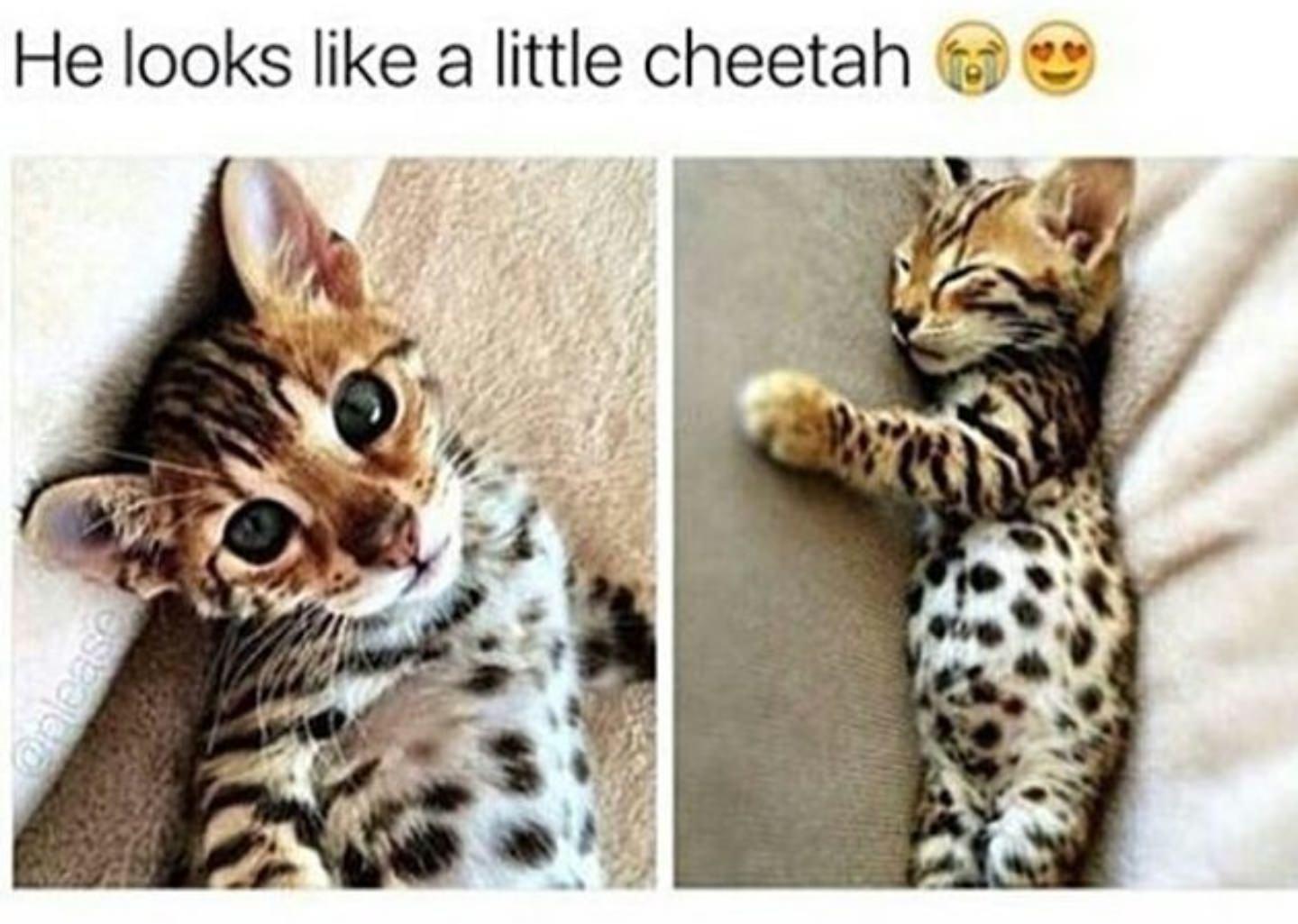 dank memes - fauna - He looks a little cheetah