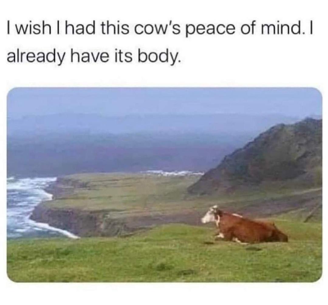 dank memes - wish i had this cow's peace - I wish I had this cow's peace of mind. I already have its body.