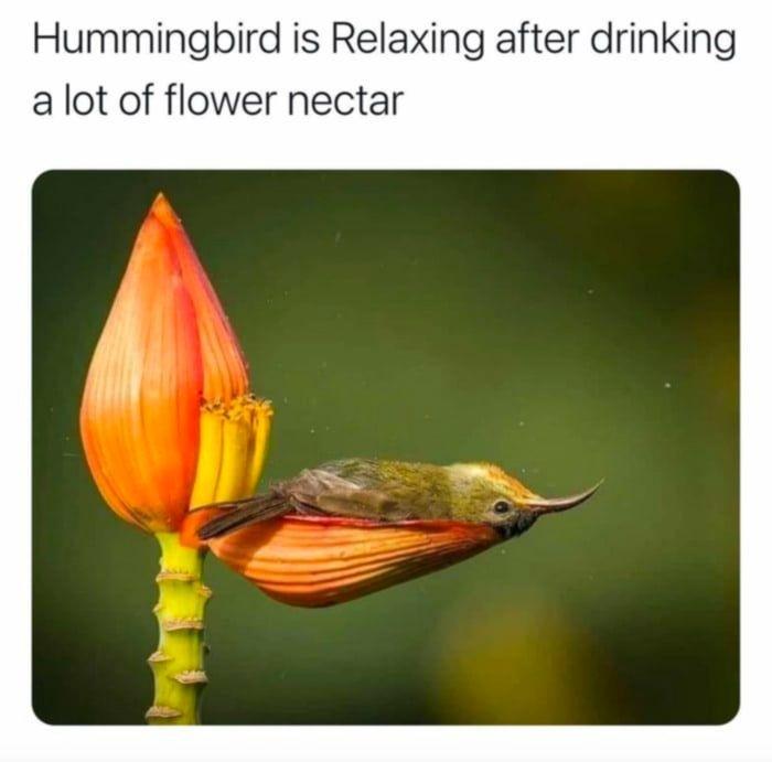 dank memes - hummingbird relaxing in flower - Hummingbird is Relaxing after drinking a lot of flower nectar
