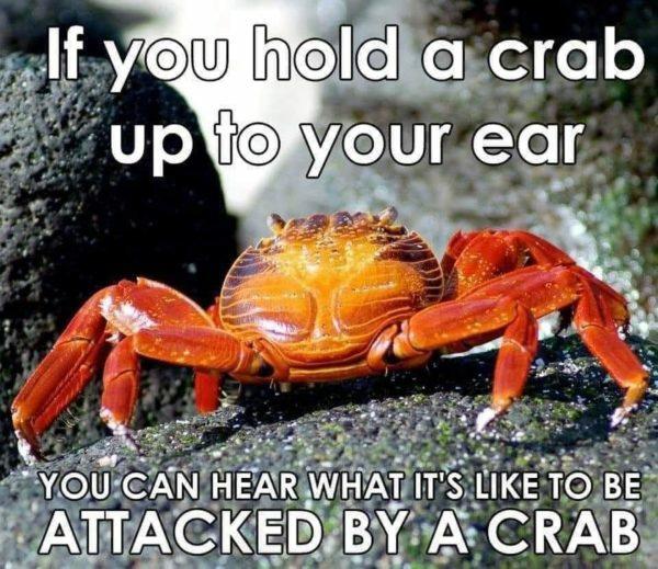 funny memes - dank memes - freshwater crab - If you hold a crab up to your ear You Can Hear What It'S To Be Attacked By A Crab