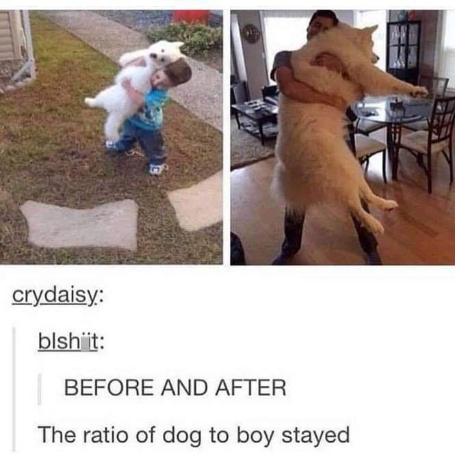 funny memes - dank memes - ratio of boy to dog stayed - crydaisy blsh it Before And After The ratio of dog to boy stayed