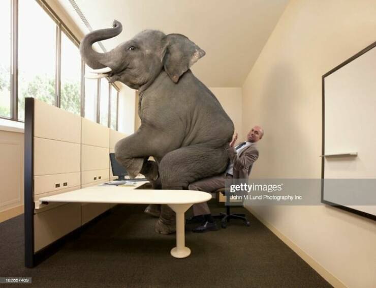 wtf stock photos - elephant in the room - 182657409 gettyimages John M Lund Photography Inc