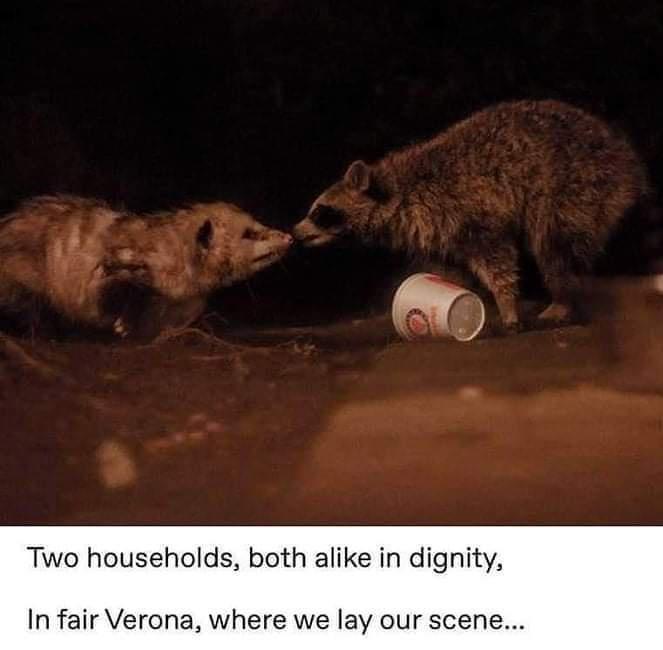 dank memes --  raccoon two households both alike in dignity - Two households, both a in dignity, In fair Verona, where we lay our scene...