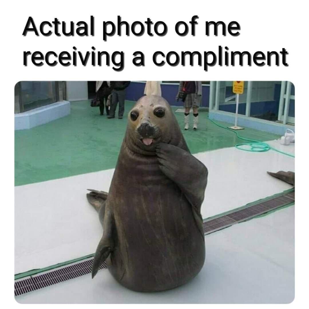 dank memes - derpy seal - Actual photo of me receiving a compliment
