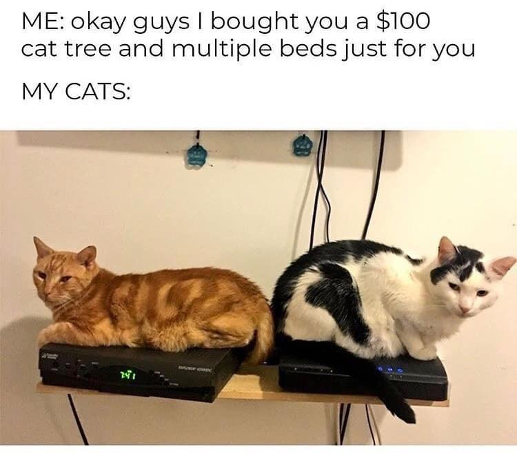 funny memes - dank memes - cats so rude - Me okay guys I bought you a $100 cat tree and multiple beds just for you My Cats 741