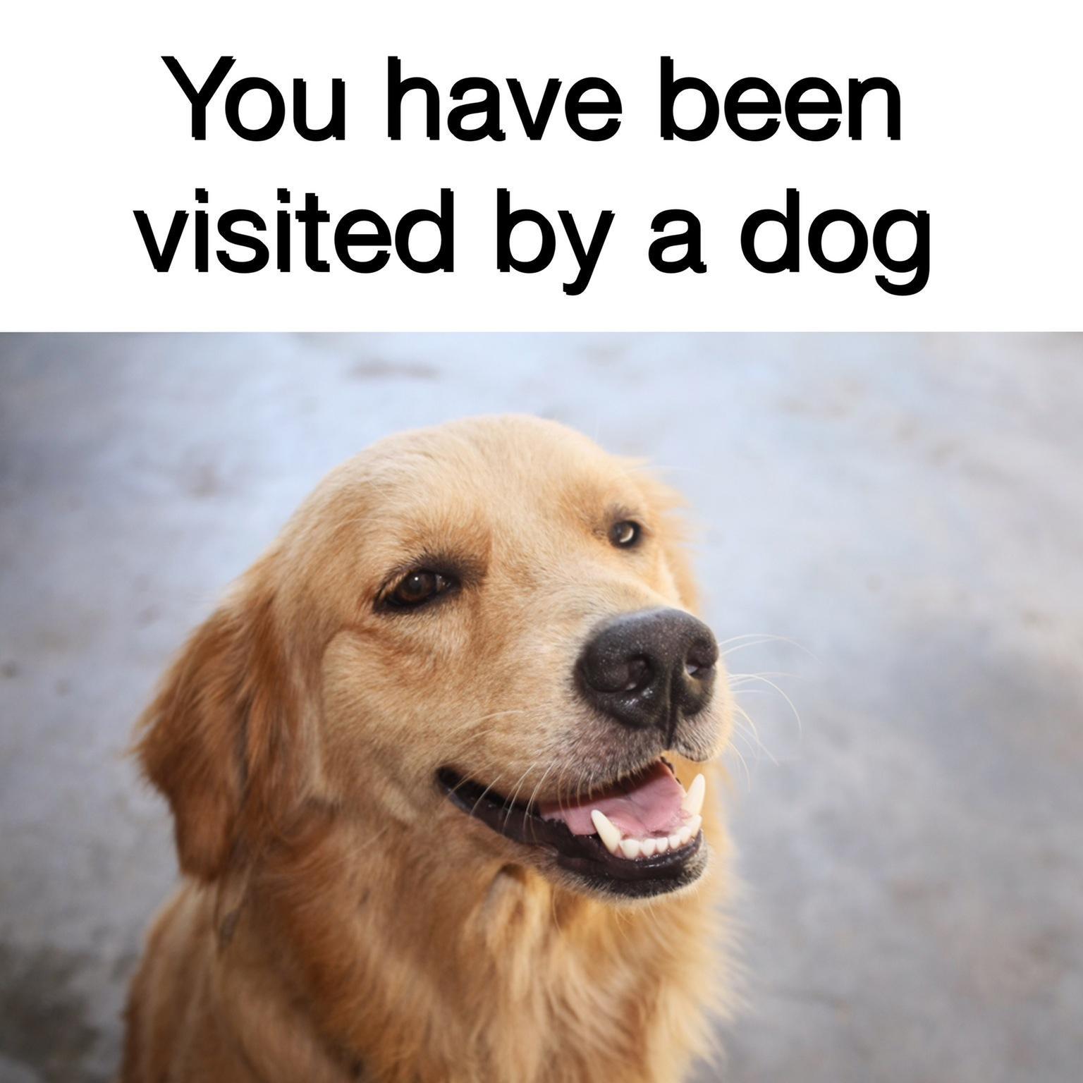 funny memes - dank memes - you have been visited by a dog - You have been visited by a dog