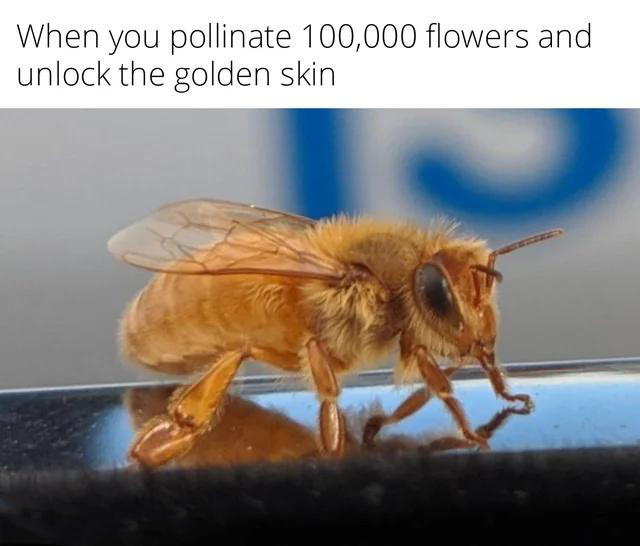 dank memes - golden cordovan bees - When you pollinate 100,000 flowers and unlock the golden skin