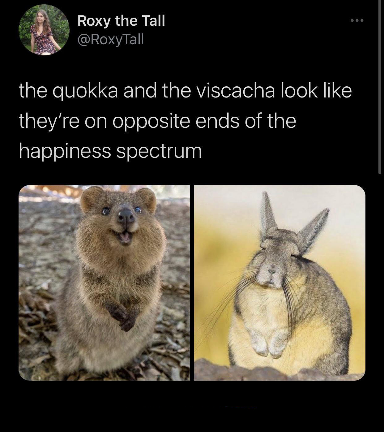 dank memes - quokka and viscacha - Roxy the Tall the quokka and the viscacha look they're on opposite ends of the happiness spectrum