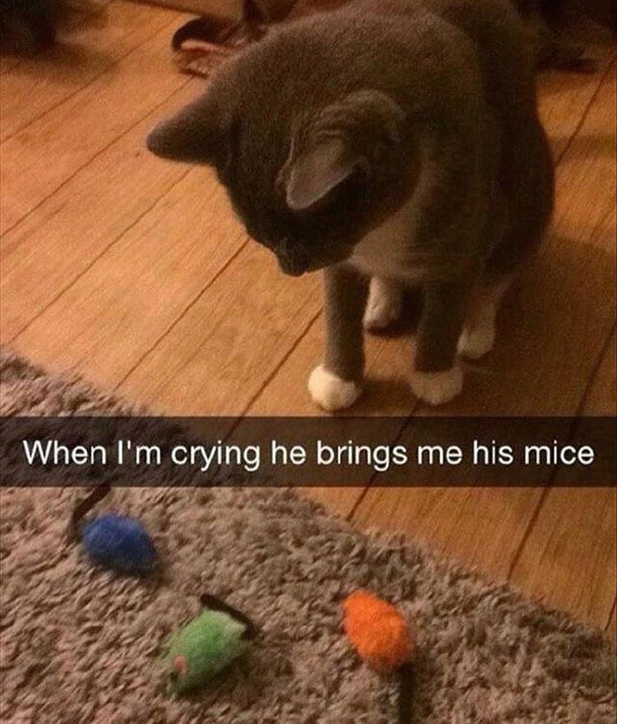 funny memes - wholesome cat memes - When I'm crying he brings me his mice