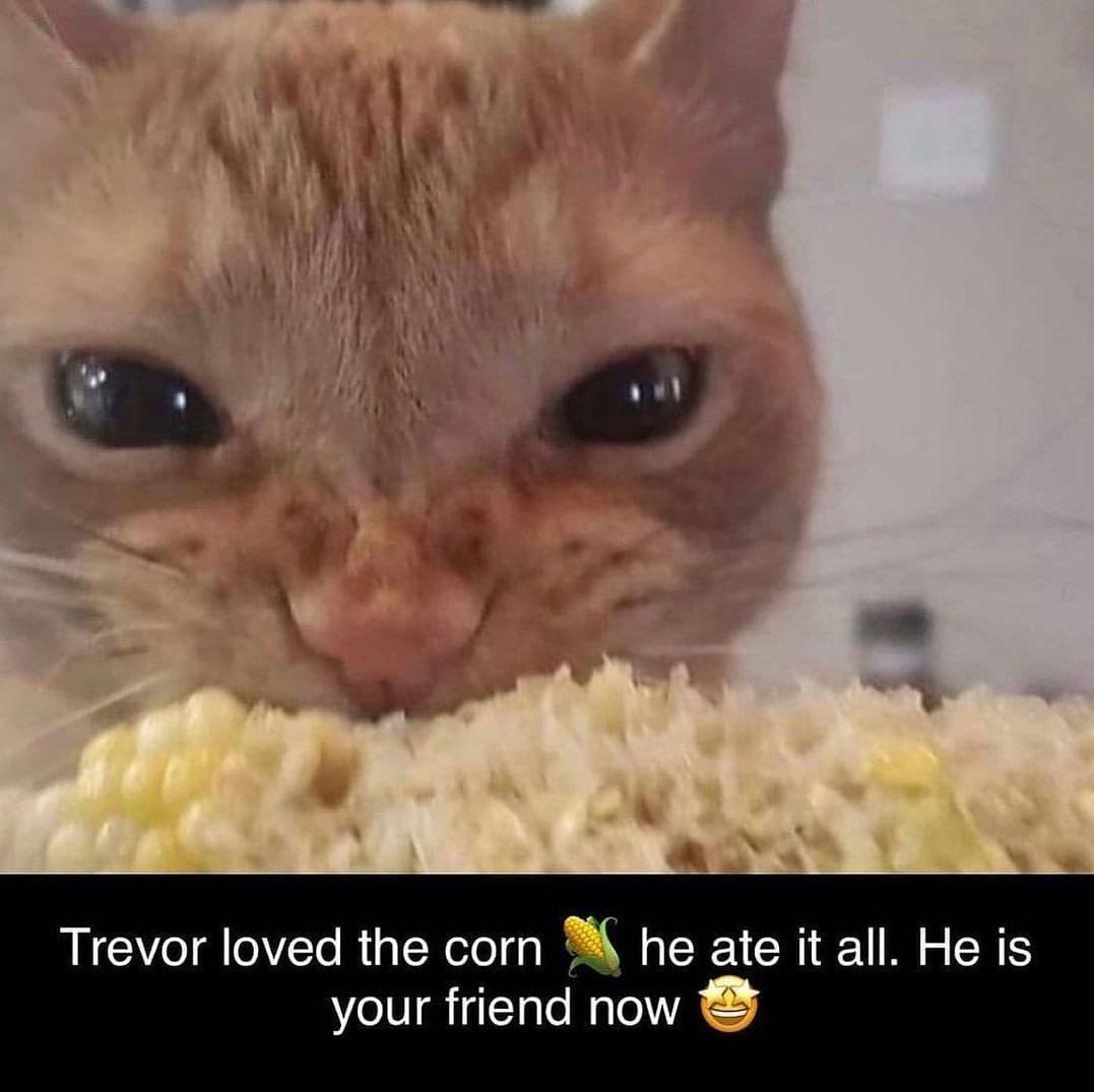 cat eat corn - Trevor loved the corn he ate it all. He is your friend now