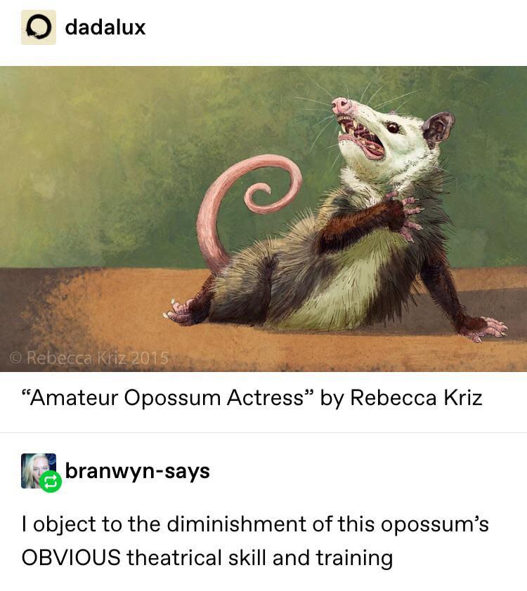 possum art - Odadalux O Rebecca Kriz 2015 "Amateur Opossum Actress" by Rebecca Kriz branwynsays I object to the diminishment of this opossum's Obvious theatrical skill and training