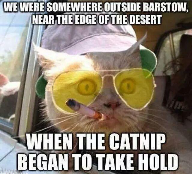 funny memes - happy birthday whitney meme - We Were Somewhere Outside Barstow, Near The Edge Of The Desert 0 When The Catnip Began To Take Hold