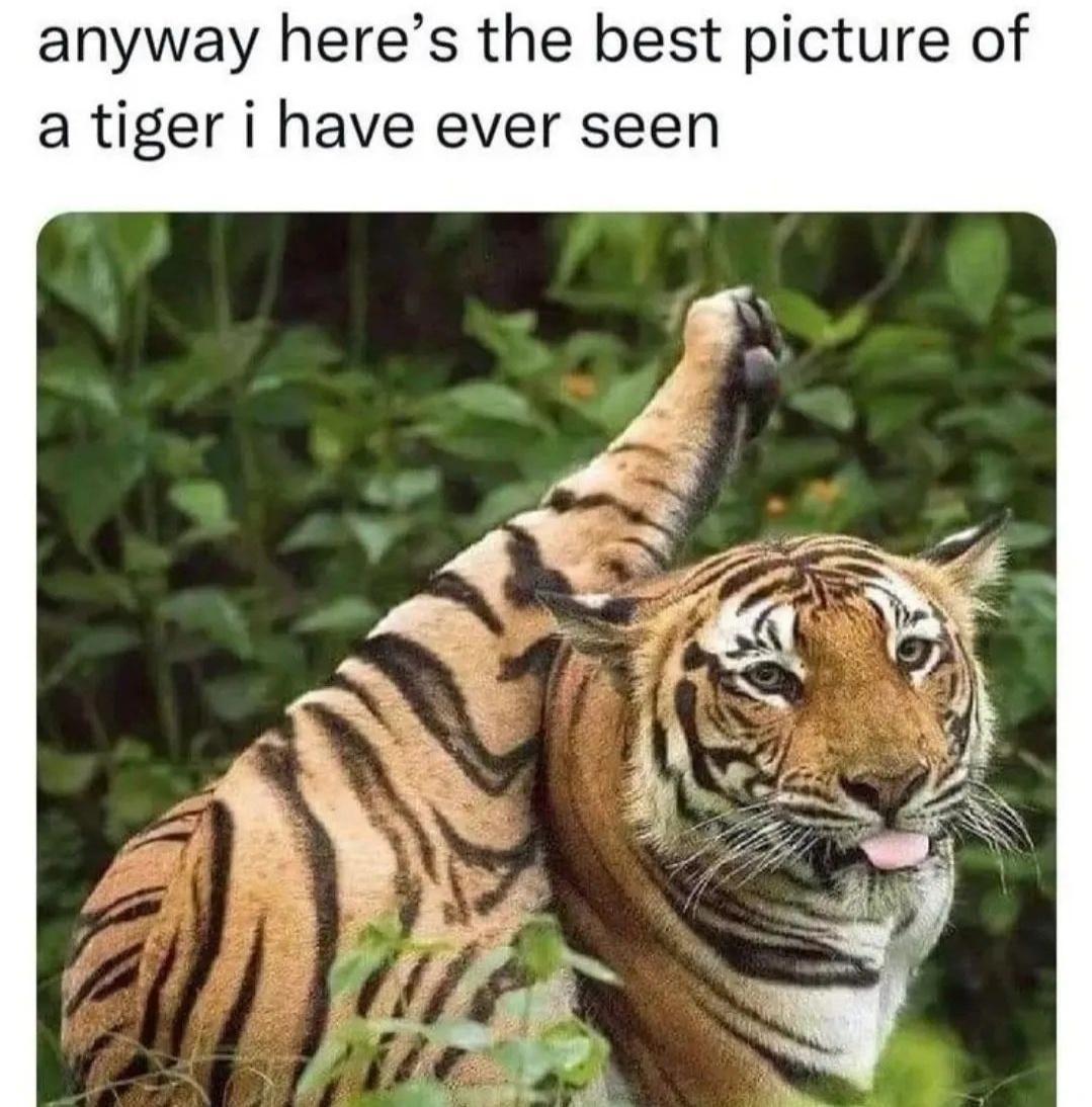funny memes - majestic tiger - anyway here's the best picture of a tiger i have ever seen