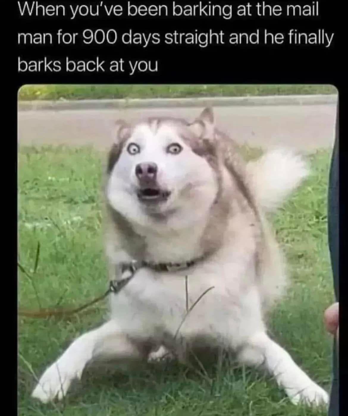 funny memes - you ve been barking at the mailman - When you've been barking at the mail man for 900 days straight and he finally barks back at you