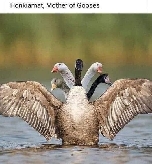 funny memes - goose meme - Honkiamat, Mother of Gooses