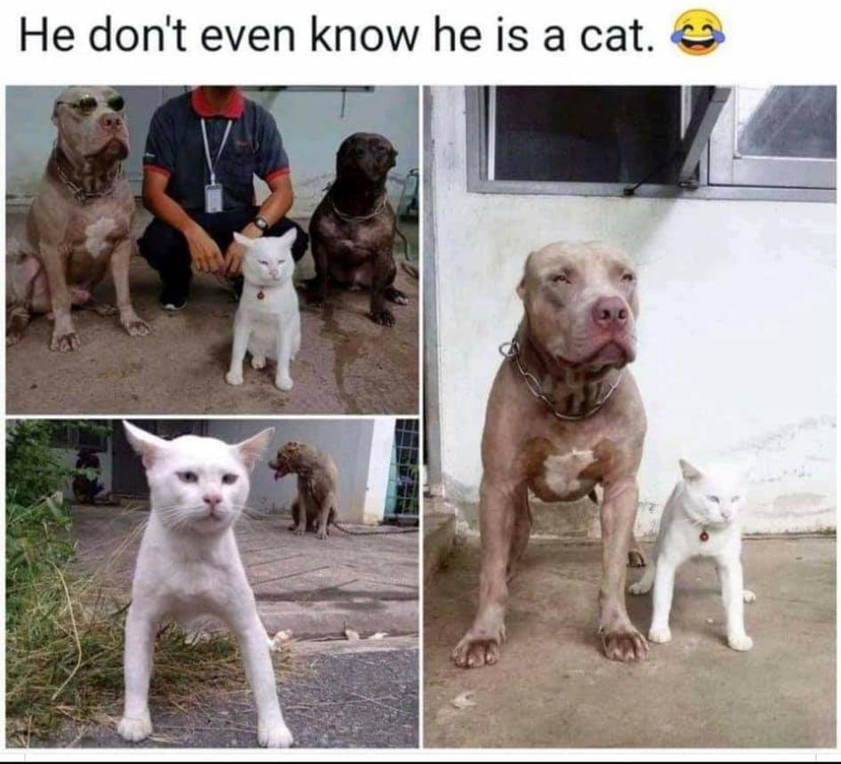 dank memes - he don t even know he a cat - He don't even know he is a cat.