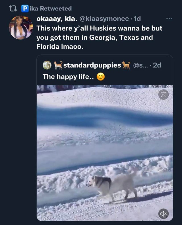 funny tweets - atmosphere - Pika Retweeted okaaay, kia. .1d This where y'all Huskies wanna be but you got them in Georgia, Texas and Florida Imaoo. standardpuppies The happy life.. ....2d 181
