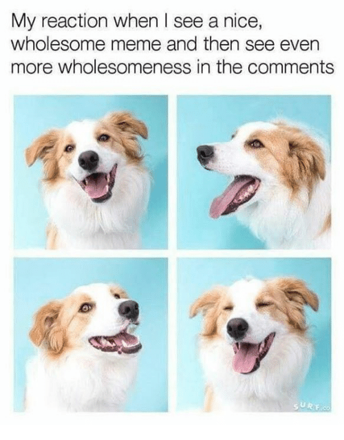 dank memes - wholesome happy memes - My reaction when I see a nice, wholesome meme and then see even more wholesomeness in the Surf.Co