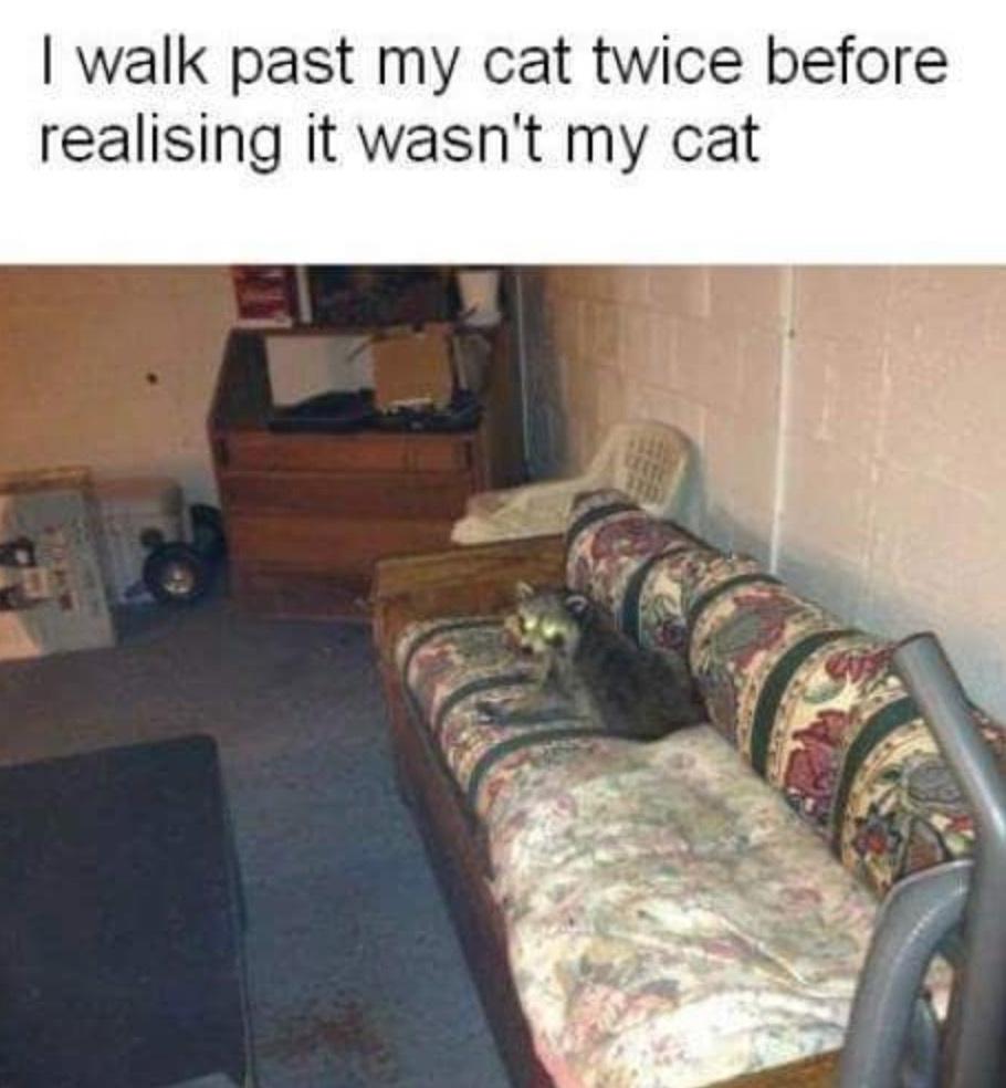dank memes - Cat - I walk past my cat twice before realising it wasn't my cat