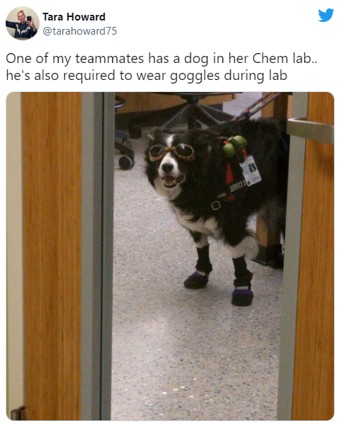 dank memes - dog in chemistry lab - Tara Howard One of my teammates has a dog in her Chem lab.. he's also required to wear goggles during lab Service