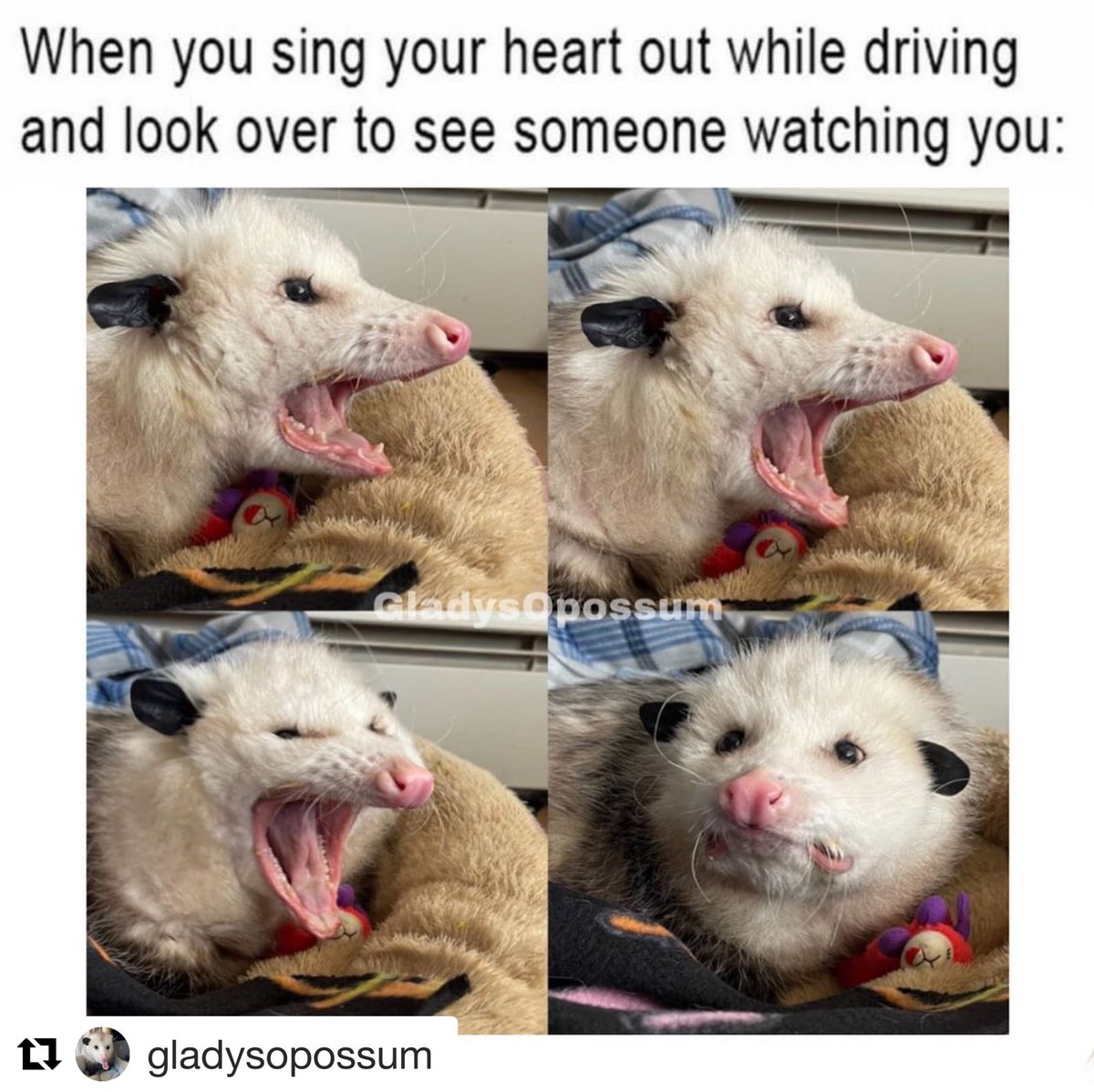 funny memes - dank memes - opossum meme - When you sing your heart out while driving and look over to see someone watching you Gladys Opossum t gladysopossum