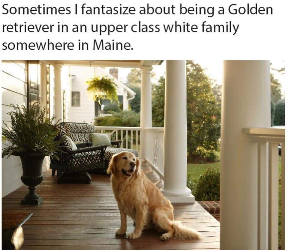 monday morning randomness - sometimes i fantasize about being a golden retriever - Sometimes I fantasize about being a Golden retriever in an upper class white family somewhere in Maine.