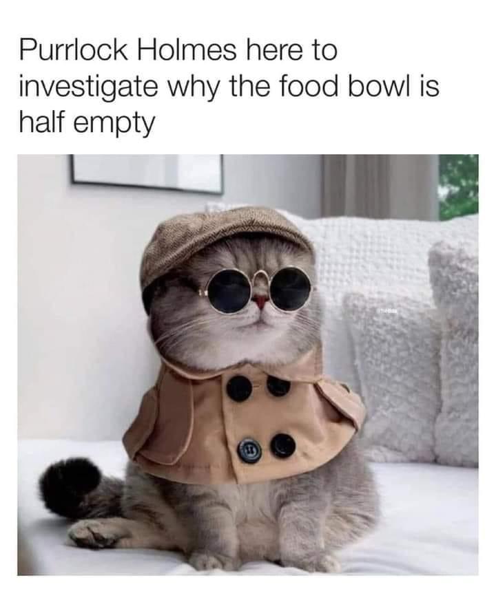 funny memes - dank memes - cat - Purrlock Holmes here to investigate why the food bowl is half empty Thebe