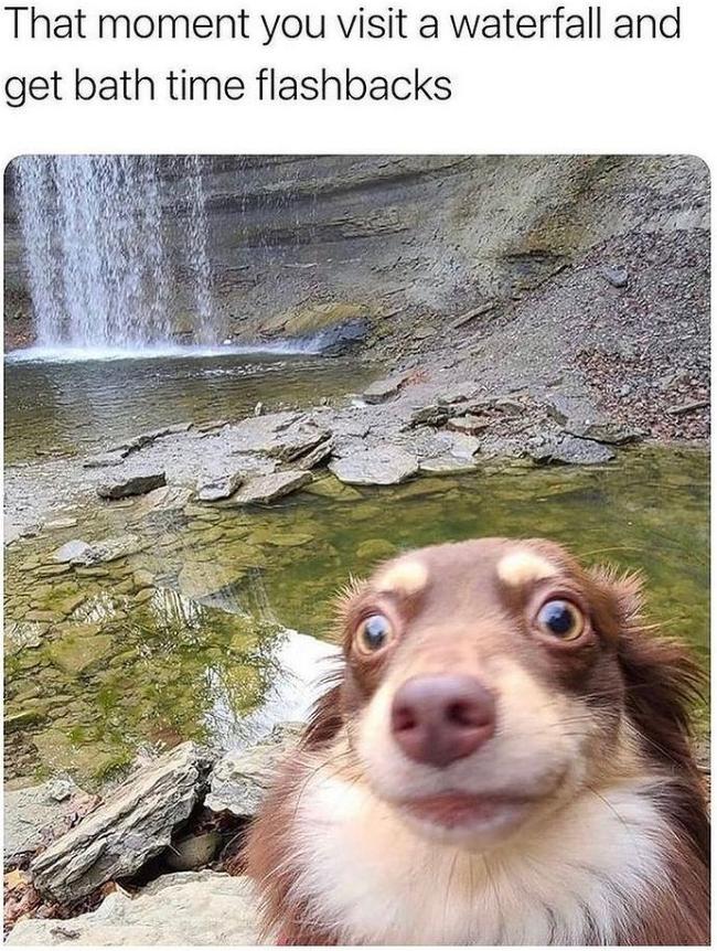 funny memes - dank memes - fauna - That moment you visit a waterfall and get bath time flashbacks