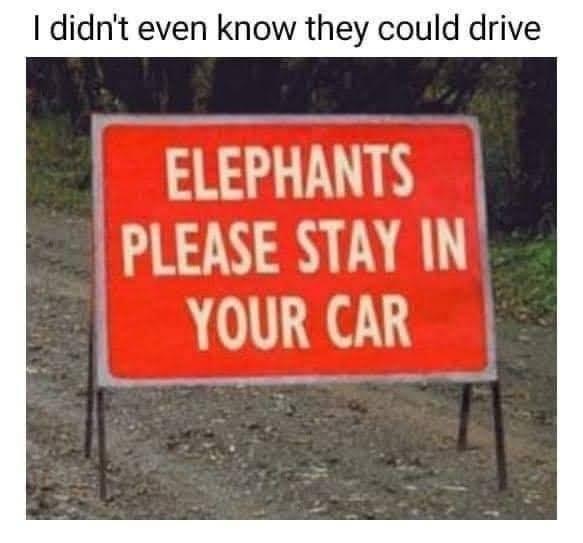 funny memes - dank memes - elephants please stay in your car - I didn't even know they could drive Elephants Please Stay In Your Car