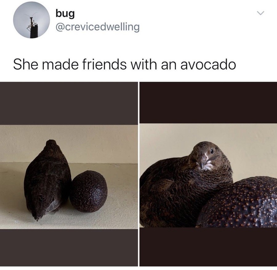 funny memes - dank memes - rock - bug She made friends with an avocado
