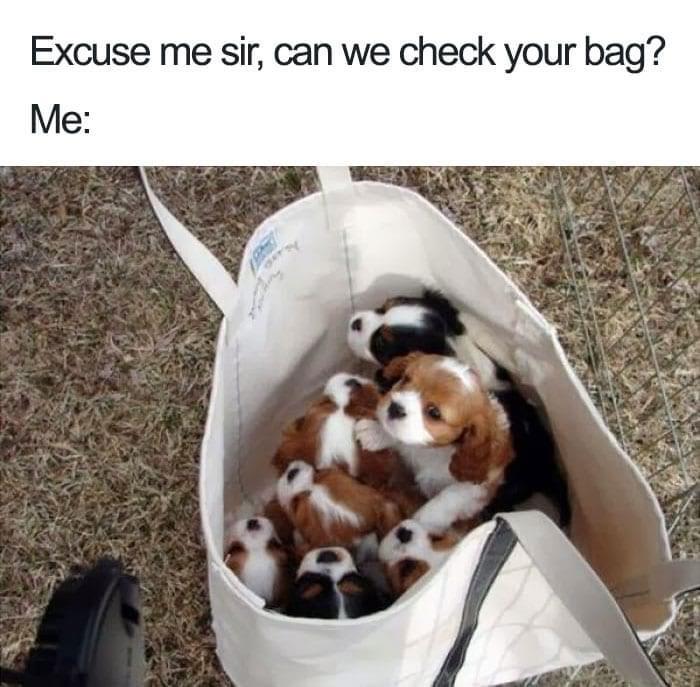 funny memes - dank memes - adorable puppy memes - Excuse me sir, can we check your bag? Me