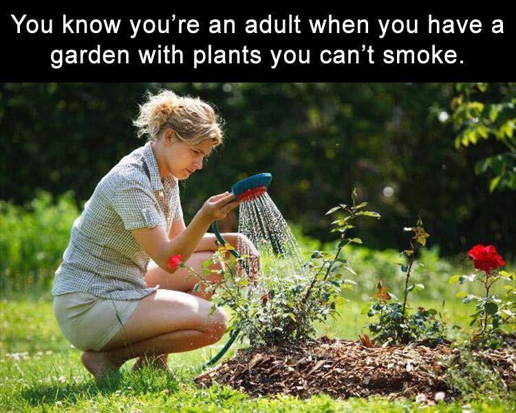 funny memes - dank memes - someone watering a plant - You know you're an adult when you have a garden with plants you can't smoke.
