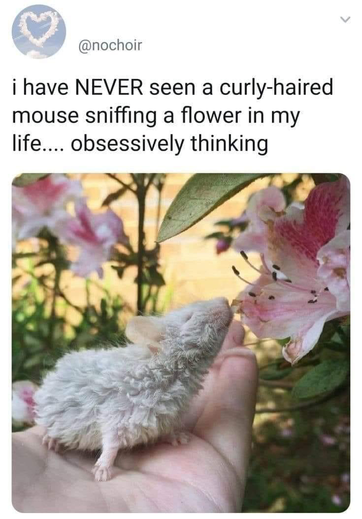funny memes - curly hair mouse - i have Never seen a curlyhaired mouse sniffing a flower in my life.... obsessively thinking