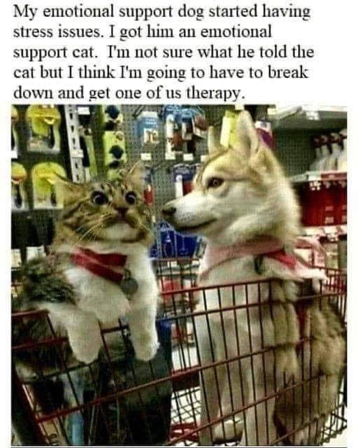funny memes - emotional support dog and cat meme - My emotional support dog started having stress issues. I got him an emotional support cat. I'm not sure what he told the cat but I think I'm going to have to break down and get one of us therapy.