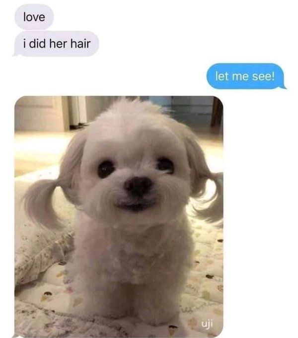 funny memes - love i did her hair dog - love i did her hair uji let me see!