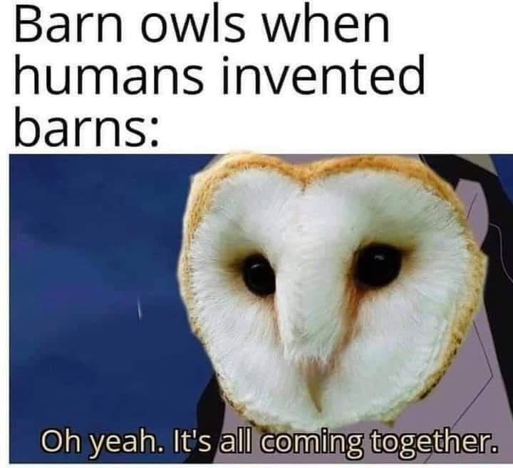 funny memes - barn owl meme - Barn owls when humans invented barns Oh yeah. It's all coming together.