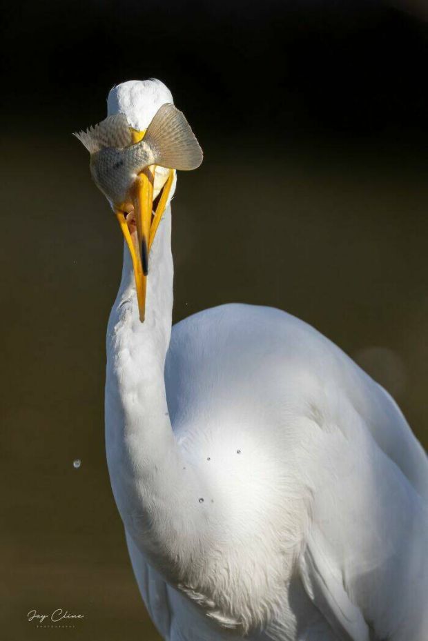 People Who Tried To Take Bird Pics And Failed Miserably