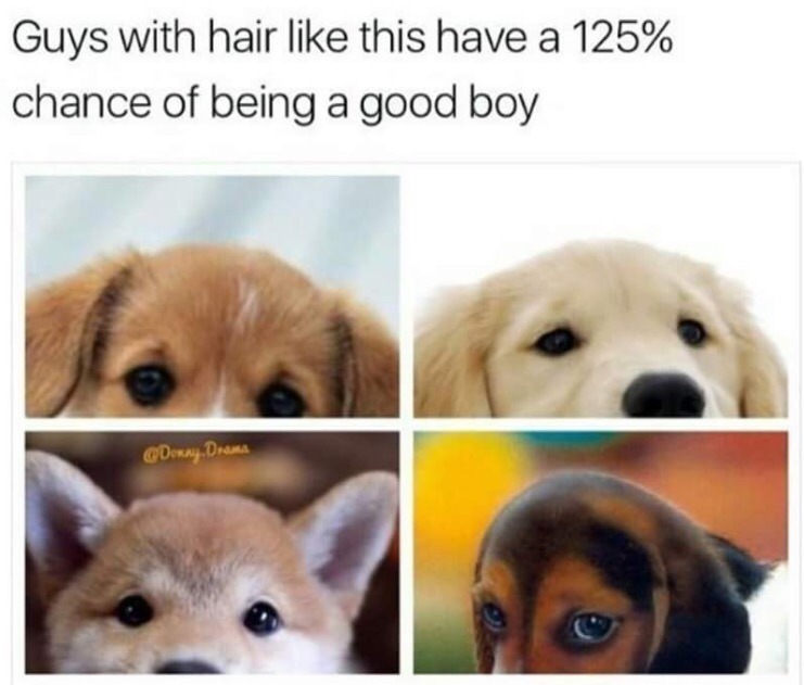 dank memes - funny memes - cute wholesome dog memes - Guys with hair this have a 125% chance of being a good boy Drama