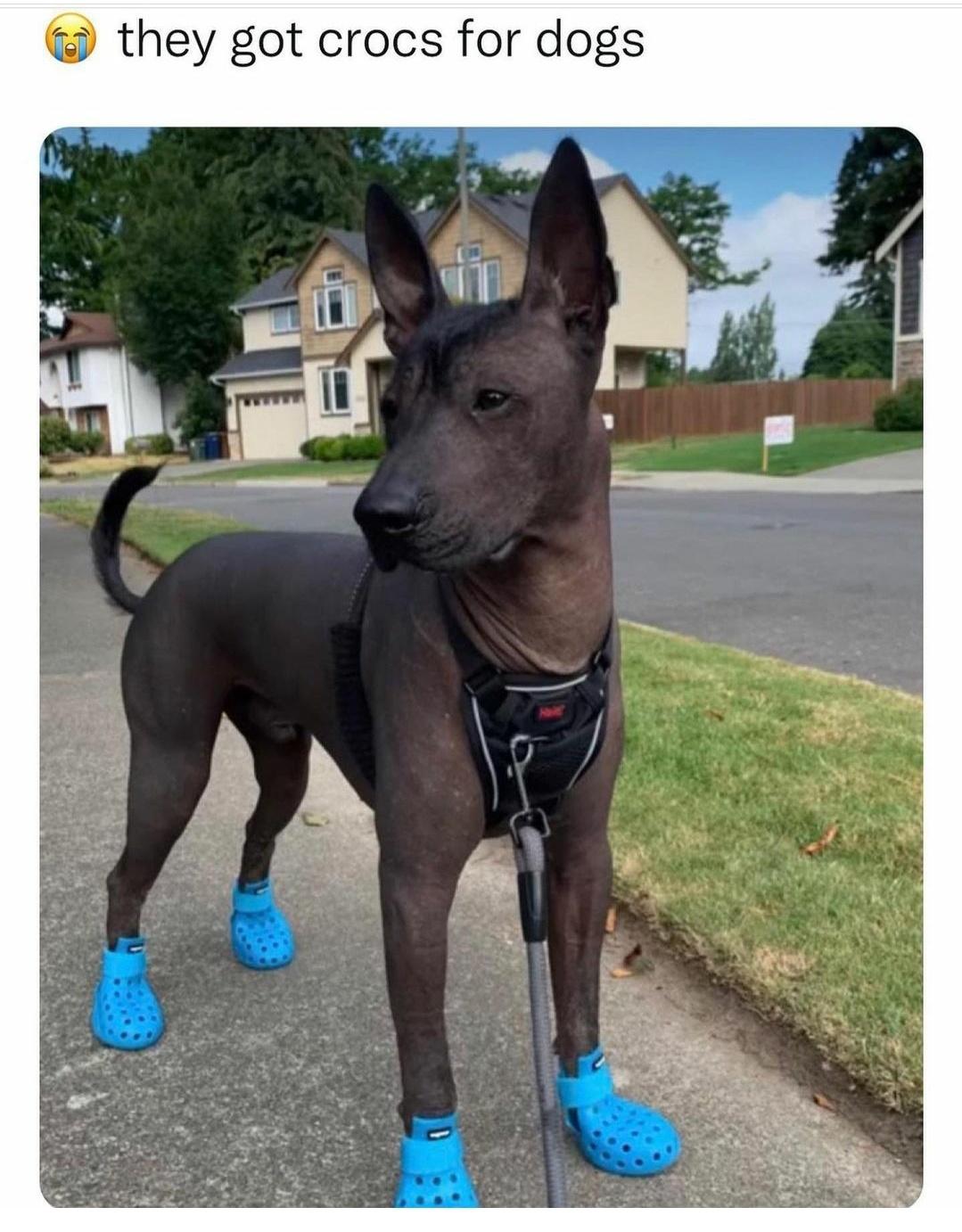 dank memes - funny memes - dog - they got crocs for dogs