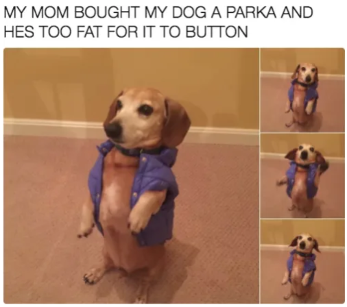 dank memes - funny memes - cute funny dog memes - My Mom Bought My Dog A Parka And Hes Too Fat For It To Button
