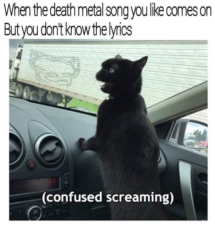 monday morning randomness - death metal cat meme - When the death metal song you comes on But you don't know the lyrics Par confused screaming
