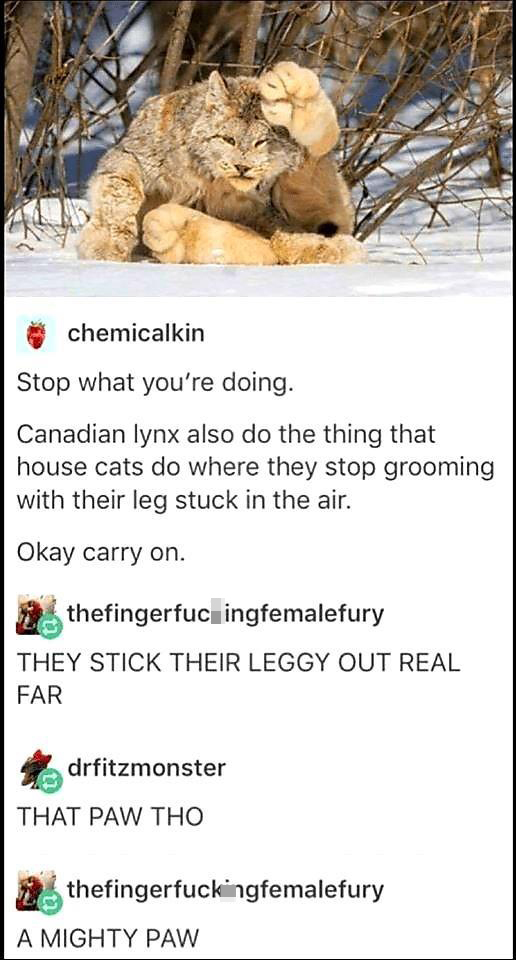 Fresh memes - Stop what you're doing. Canadian lynx also do the thing that house cats do where they stop grooming with their leg stuck in the air. Okay carry on.